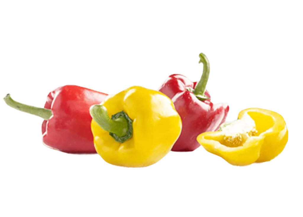 Capsicum